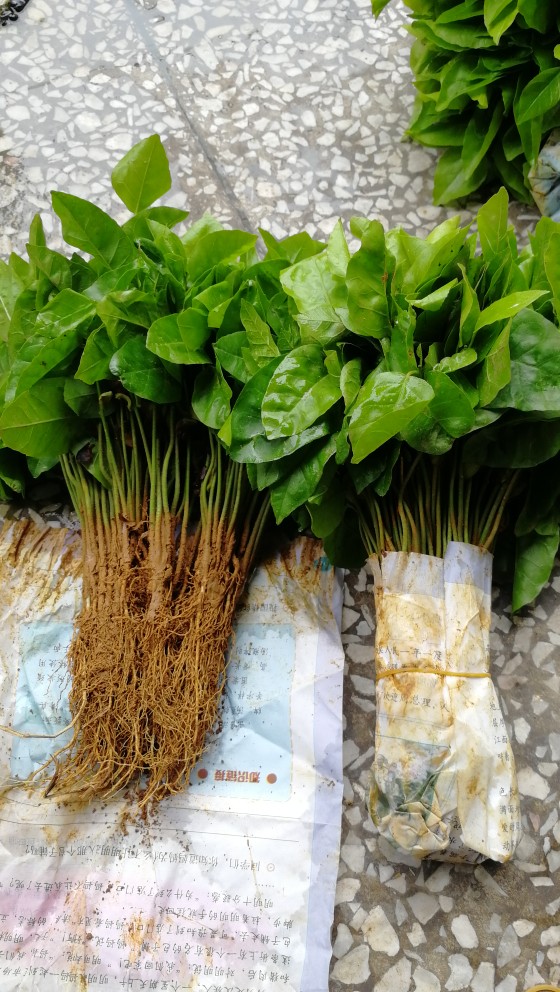 广西黄皮芽苗黄皮果幼苗一年黄皮小苗黄皮实生砧木嫁接用黄皮树苗