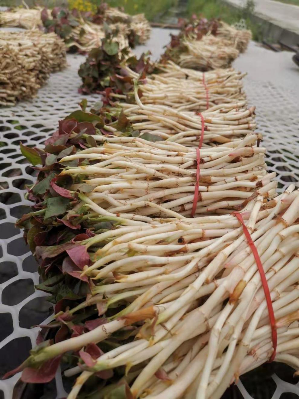 【精选果蔬】四川新鲜鱼腥草嫩芽1斤2斤3斤,现挖现发,侧耳根新鲜 嫩叶