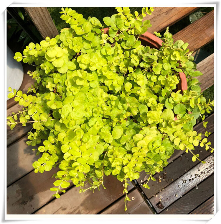 佛甲草金叶过路黄多年生中华景天蔓性常绿观叶植物黄金串吊兰 中华