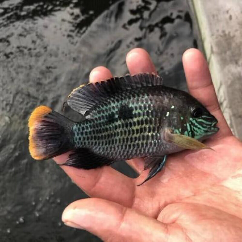 【店铺推荐】活体鱼红尾皇冠玉面皇冠老寿星鱼蓝面财神中大型热带鱼