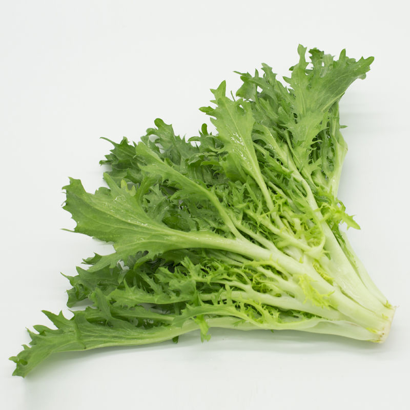 农家自种新鲜蔬菜苦菊菜西餐色拉菜沙拉生吃凉拌菜细叶菜5斤装