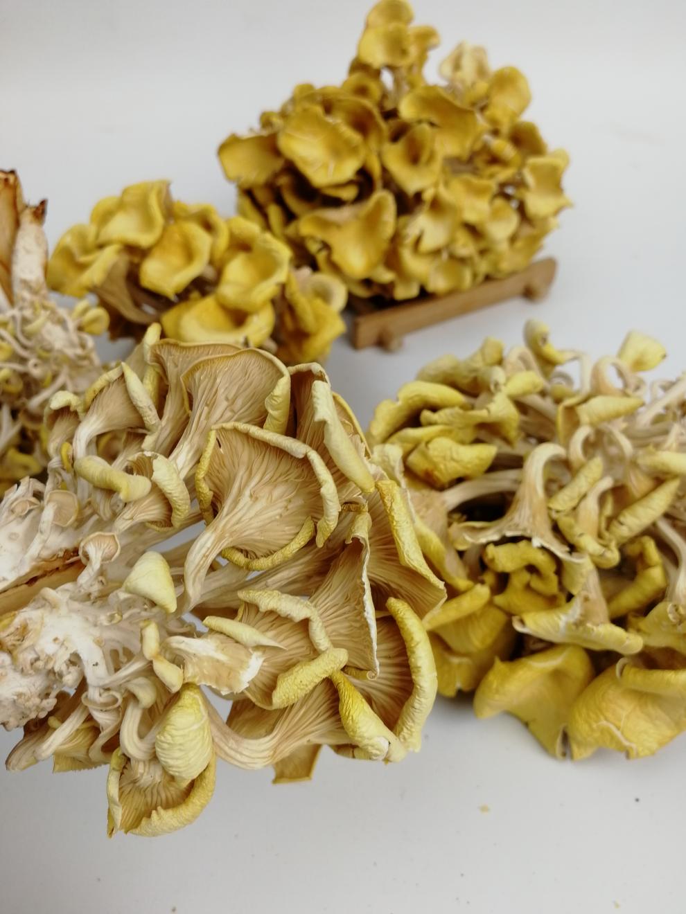 鸡油菌干货500g黄丝菌菇类干货特产丰i田 类干货特产【图片 价格 品牌