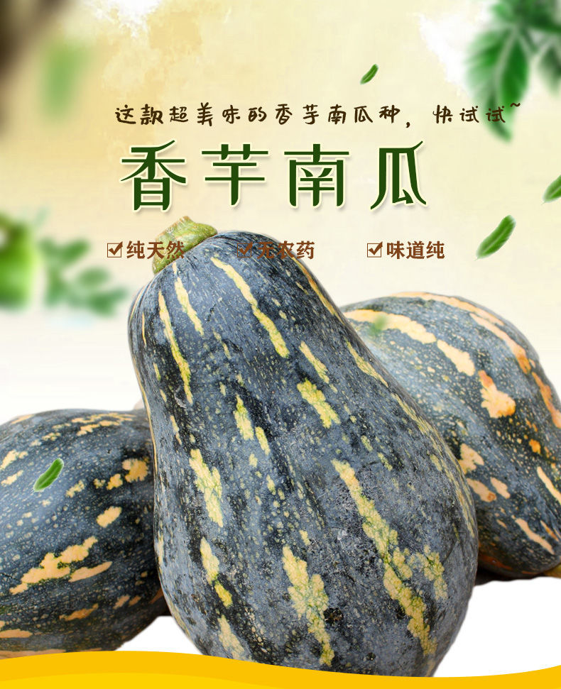 正宗广西香芋南瓜老小南瓜新鲜蔬菜批发香芋南瓜7斤