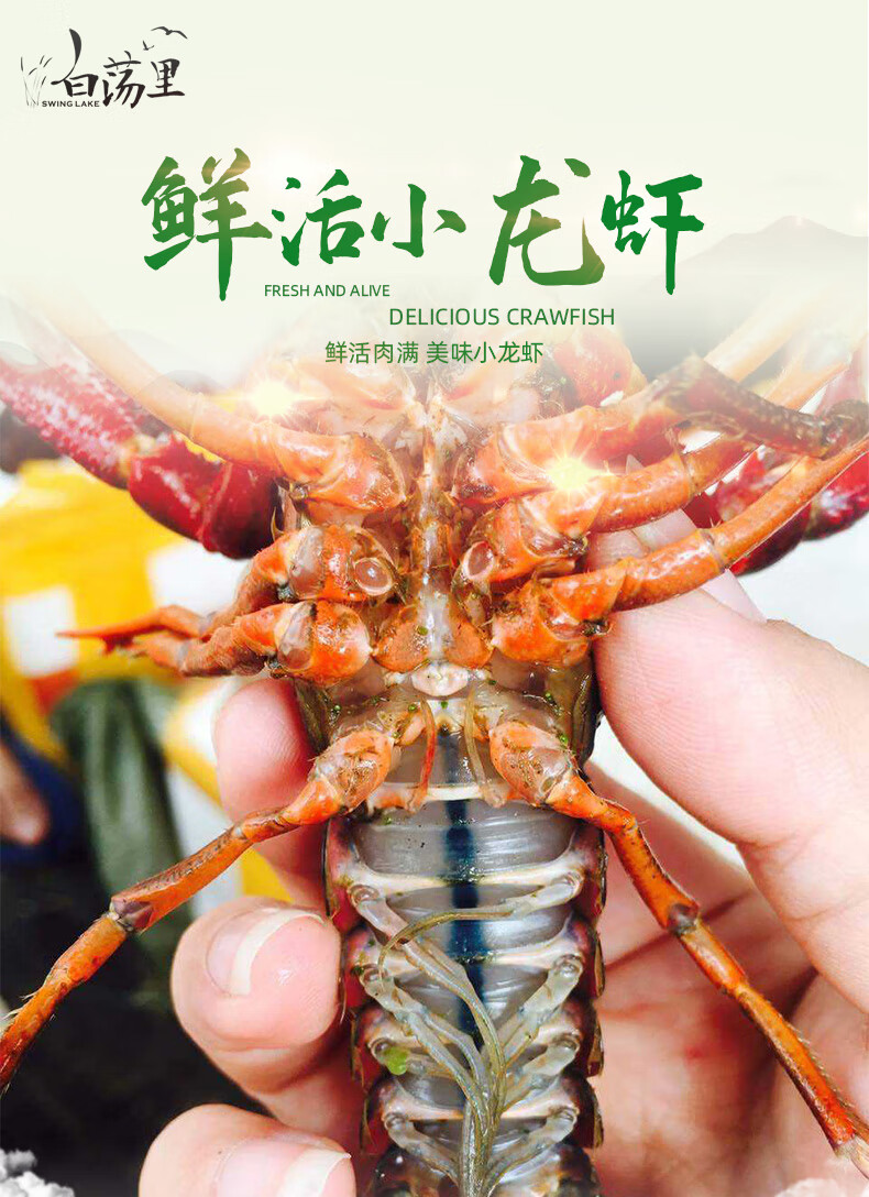 青壳虾789钱3斤鲜活小龙虾清水龙虾活虾