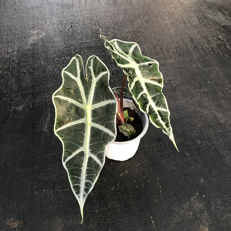 大仙女海芋非洲面具 黑叶芋 盆栽室内绿植桌面植物观音莲 大仙女双株