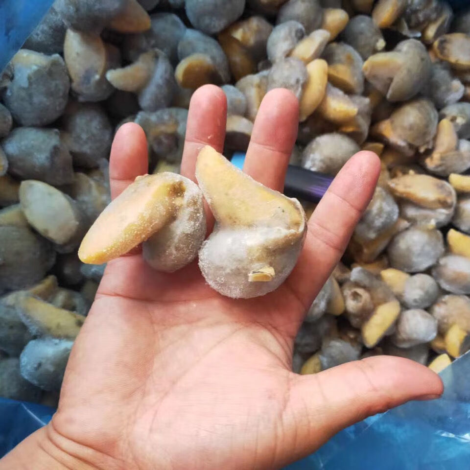 自家渔船捕捞假鲍鱼海蜗牛鲍鱼螺老婆脚肉质q弹腾旺纳跃未去壳四斤