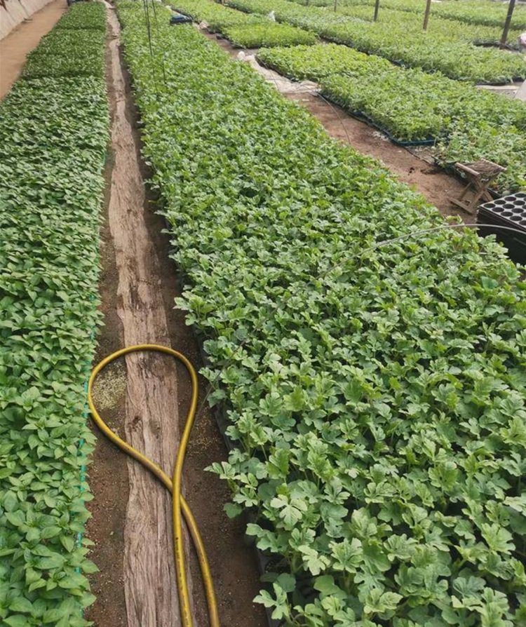 8424嫁接西瓜苗阳台盆栽麒麟瓜苗秧南方春季夏季种植无籽西瓜秧苗 京