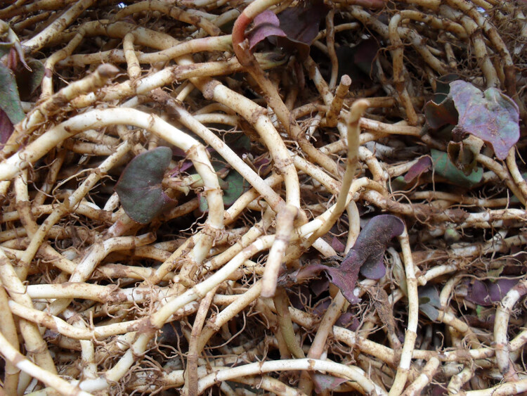 魚腥草幹野生折耳根乾貨貴州涼茶500g魚腥草茶幹根