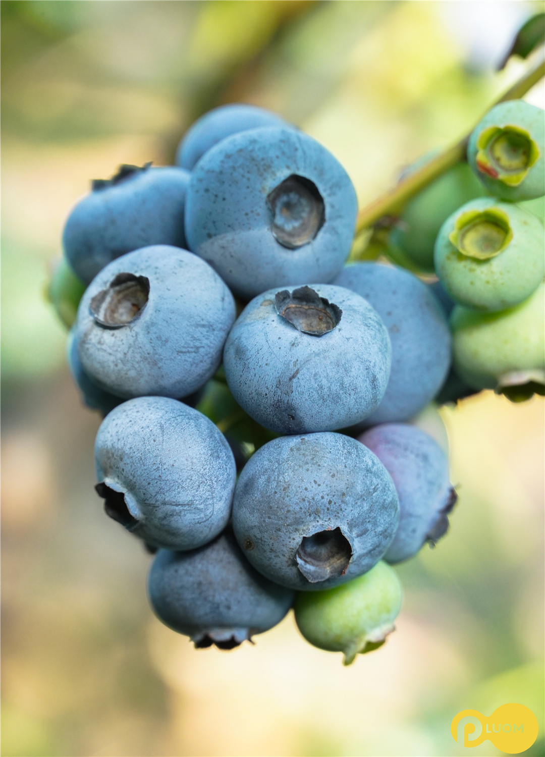 蓝莓基地昼夜温差平均15度左右 巨大的昼夜温差,有利于糖分的形成