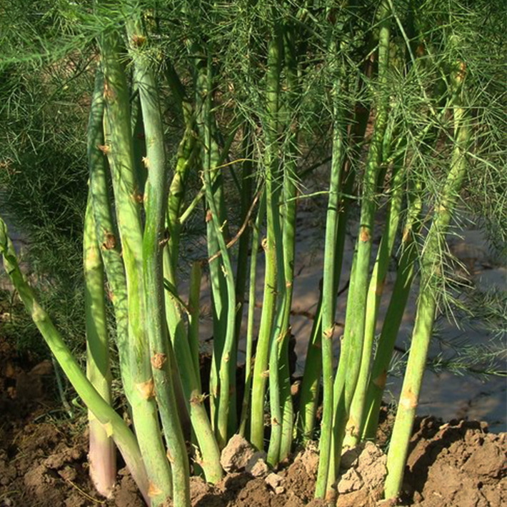 花明月绿芦笋种子鹰牌白芦笋种籽苗根阳台盆栽紫四季种植蔬菜种苗孑
