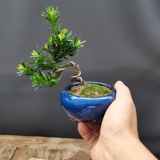 盆景微型小品茶桌办公室阳台盆栽绿植摆件木本 米叶罗汉松随机发货 不