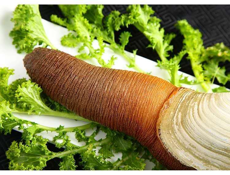 象拔蚌鲜活1000g只大鼻蚌白蚌象鼻子蚌刺身日料火锅寿司2斤左右一只