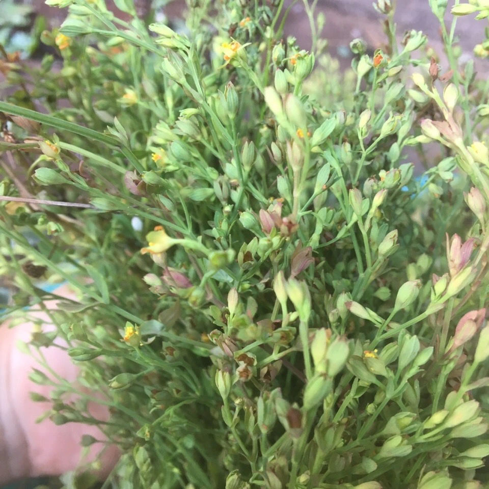 有仁堂野生草药田基黄地耳草禾虾气250g