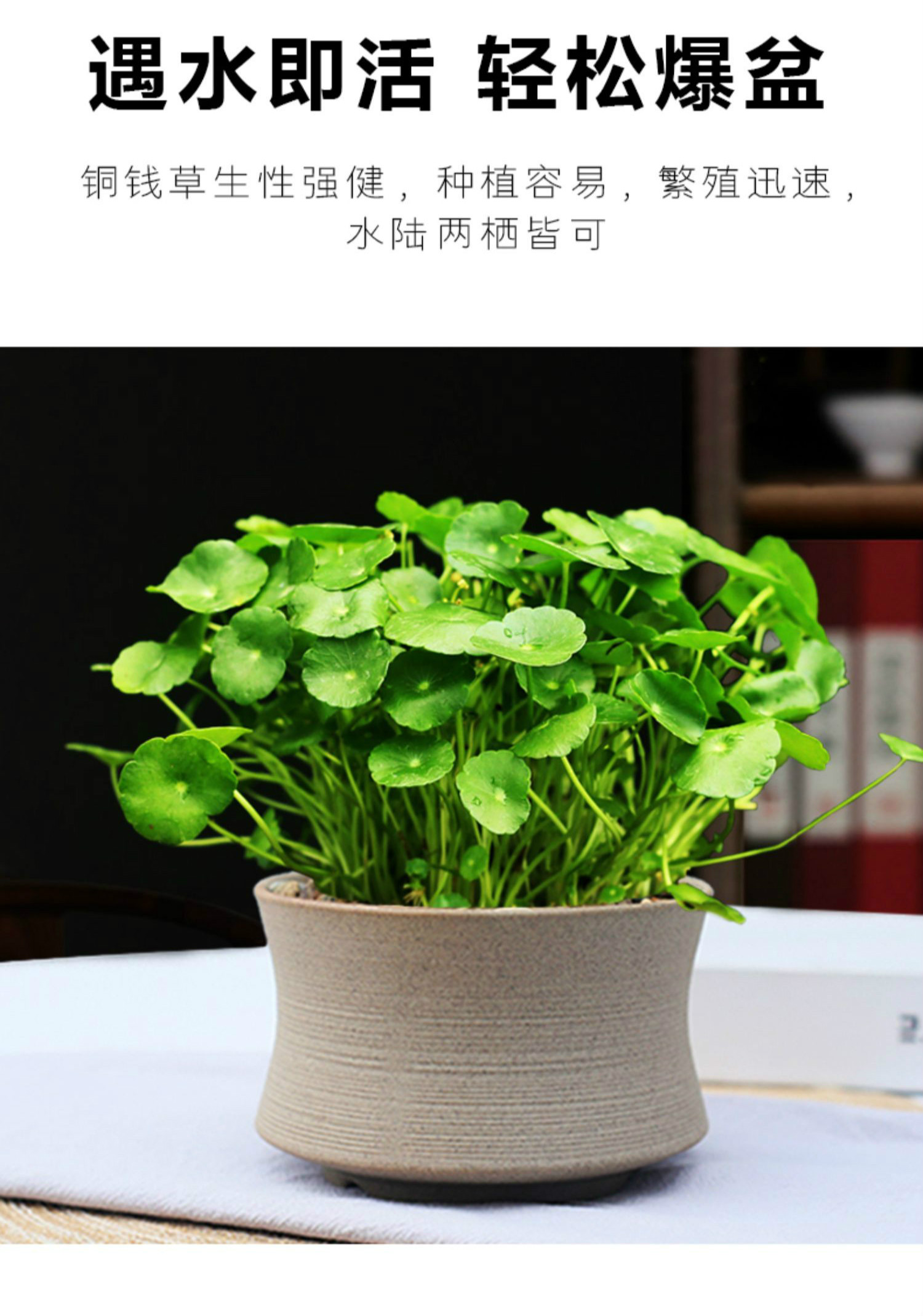 【青意萱】青意萱铜钱草盆栽 大号厚德载物紫砂盆铜钱草(爆盆) 带盆栽