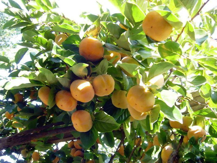 柿子树苗嫁接日本甜脆柿树盆地栽南北方种植富有当年结果黑柿子苗 尖