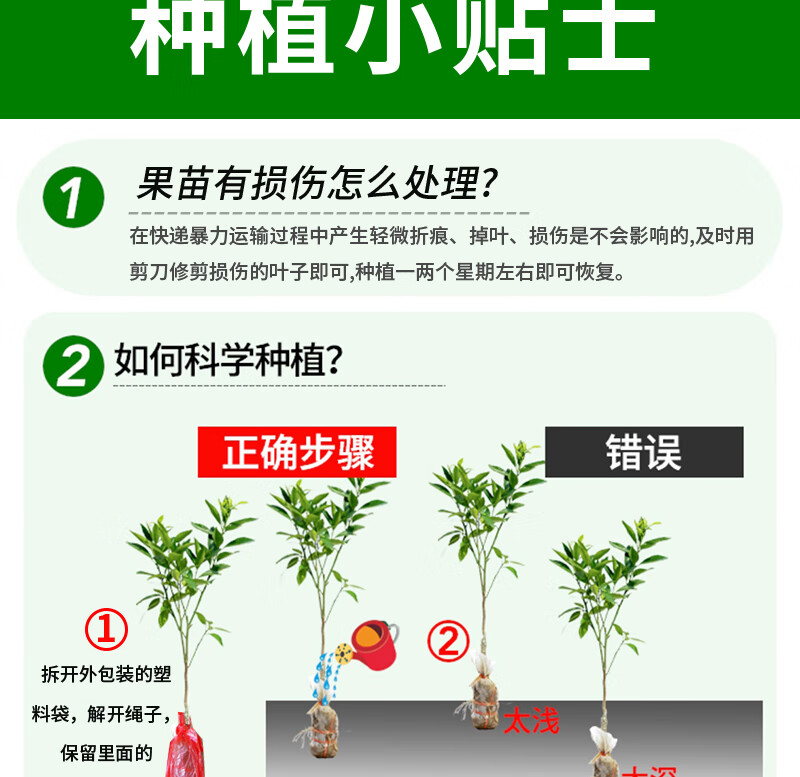 嫁接矮化八角樹苗大紅羅馬木王八角樹苗茴香大料帶土杯苗藍麗雅 大紅