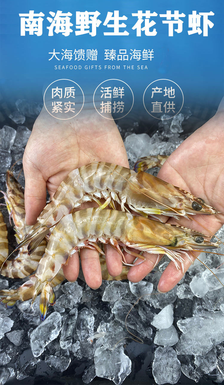 九节虾特大号大斑节虾新鲜冷冻海虾大虾生呛虾花节虾鲜活超大 斓维品