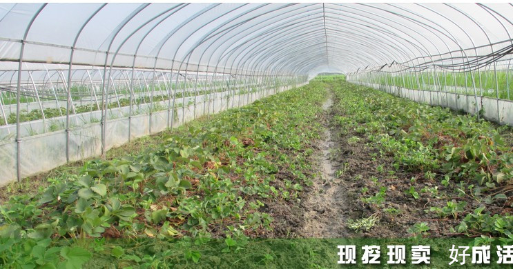 果树苗批发在哪里