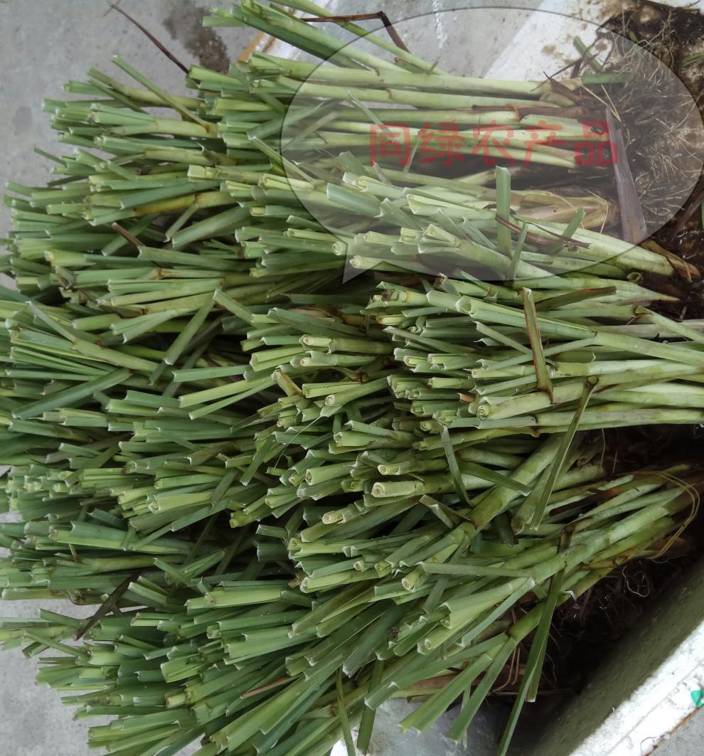 10棵送5新鮮香茅草苗檸檬草種苗泰國檸檬草香茅草盆栽檸檬草盆栽12棵