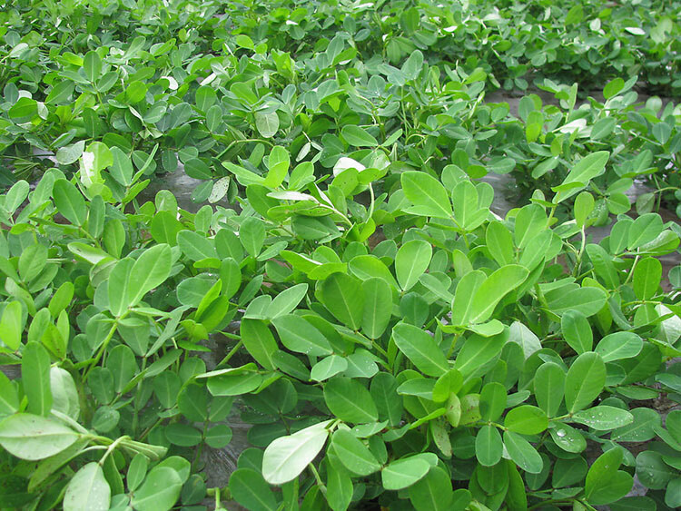 19新货干花生叶1500克无霉变无农药花生叶茶泡茶