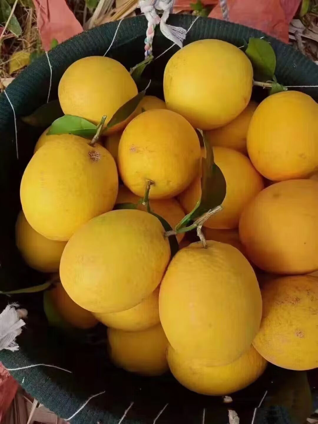 【可选礼盒】福建蜜丁橙柚 甜新鲜水果引进新品种福建种植 5斤大果