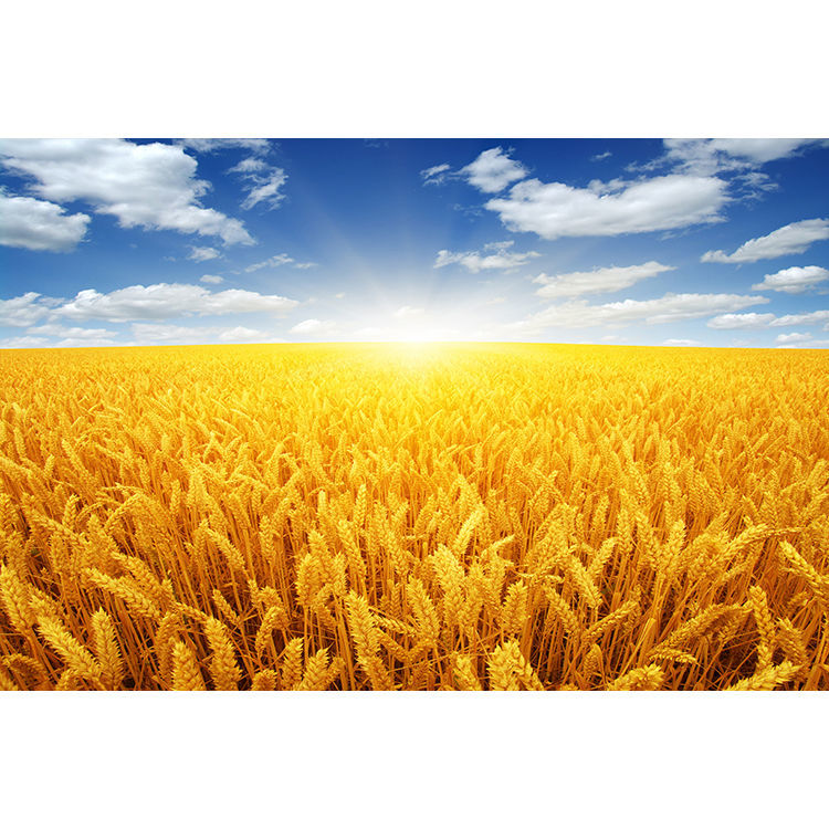 金色麦穗阳光下麦田风景海报画稻田秋收图蓝天白云装饰客厅挂贴画梦