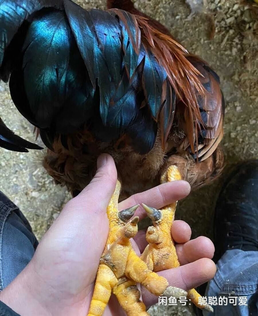 农家散养成年土阉鸡线鸡正宗阉鸡清远红毛老阉鸡太监鸡三黄阉鸡肥杀好