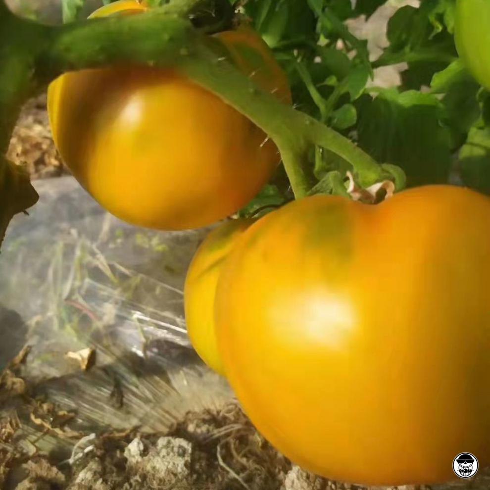 内蒙古五原黄柿子3斤铁皮柿子现摘现发中果西红柿孕妇零食黄柿子中果3