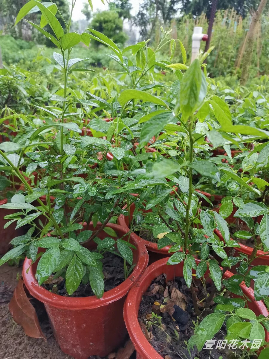 园艺潮汕仙草苗抹草 春草苗茉草仙草红花石榴花阳台盆栽绿植喜庆植物