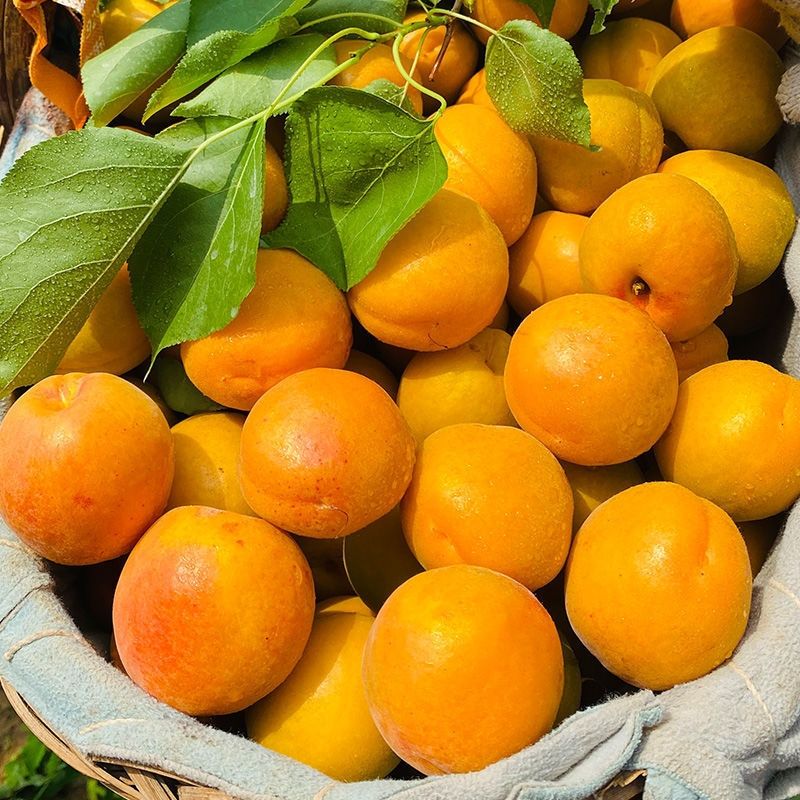 整箱大黄杏新鲜杏子现摘酸甜多汁水果应季黄杏1斤装尝鲜试吃