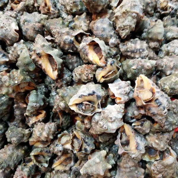 霞浦无沙鲜活苦螺海螺辣螺海捕海鲜活体发货 两斤【图片 价格 品牌 报