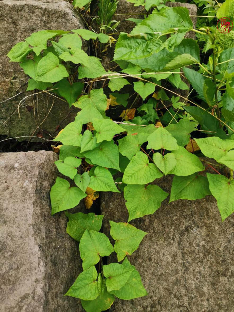 四川现挖新鲜荞麦根苦荞头苦荞兰 野荞兰万年荞金荞【图片 价格 品牌