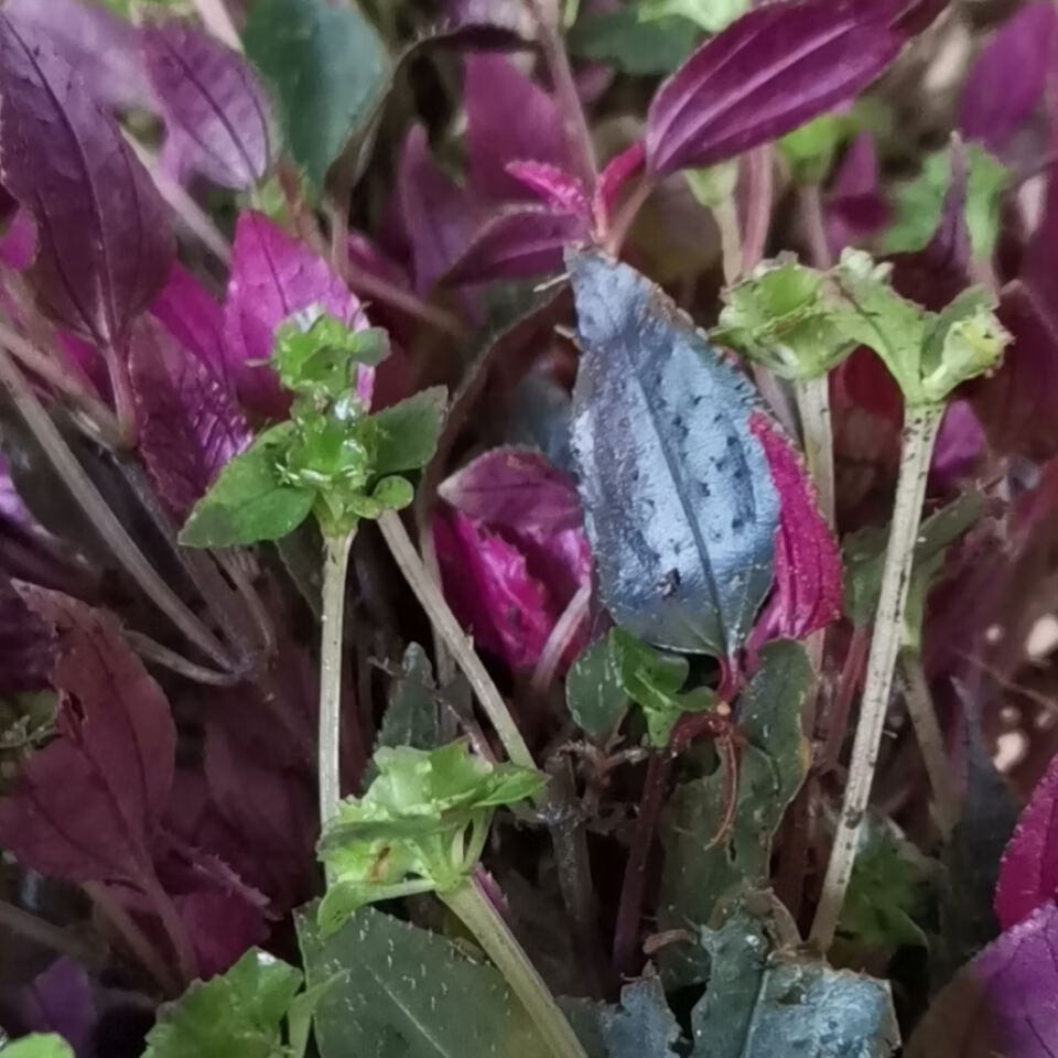 伟博新鲜风柜斗草鲜货500g风骨草风鼓草风谷草诸头红肉穗草500g