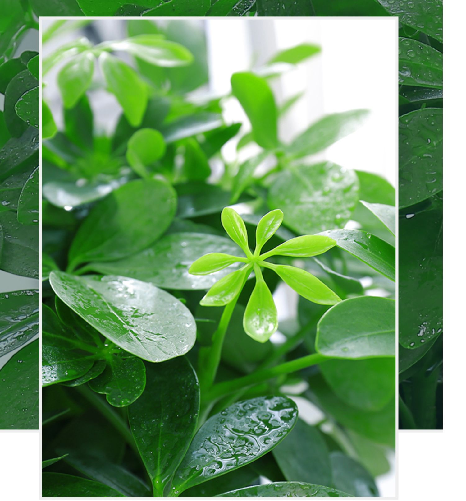 七叶莲水培盆栽树植物八方来财鸭脚木室内绿植花卉发财树水养紫色20