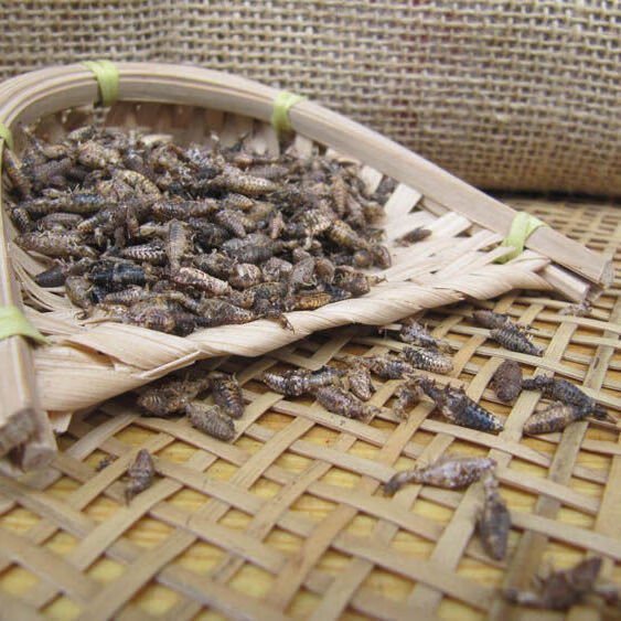 金沙牛 中药材 地牯牛 倒推车 倒退牛 地股牛 山老牛 蚁狮【图片 价格