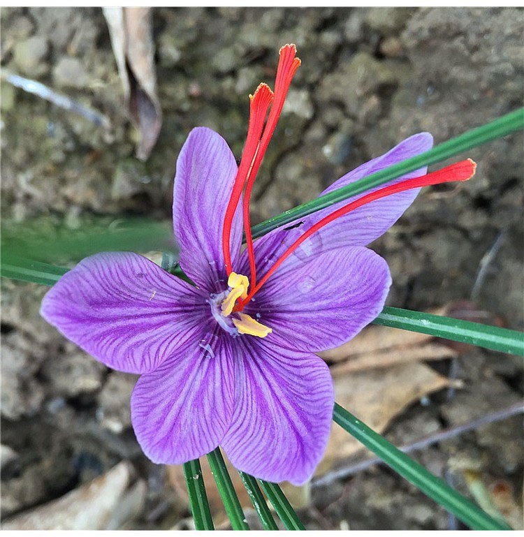 5颗套装藏红花种球 西红花番红花可食用大球耐寒种子盆栽花卉 番红花