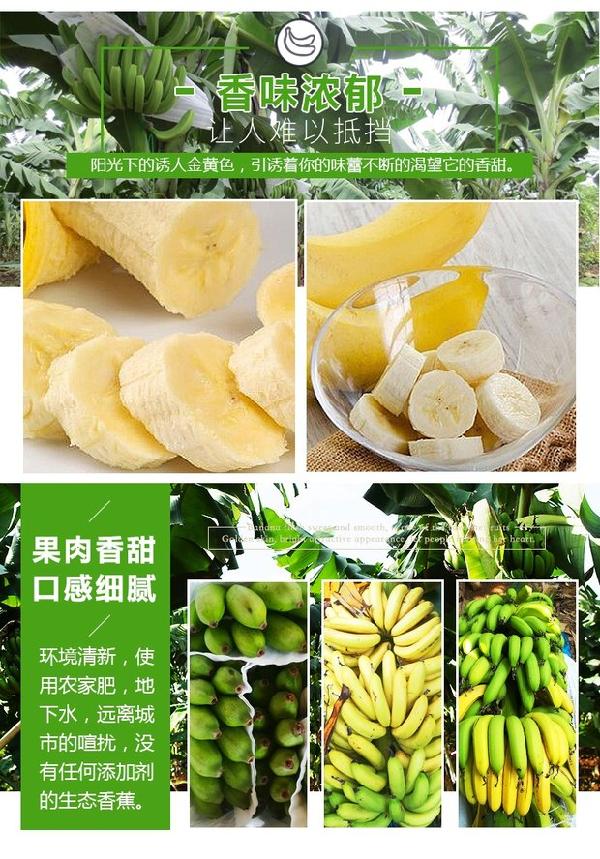 精选广西土香蕉新鲜香蕉芝麻蕉banana清甜味青蕉无催熟剂5斤香蕉