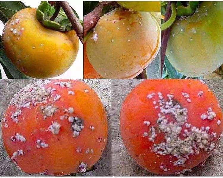 速扑杀吡虫啉噻嗪酮果树多肉花卉蚧壳虫介壳虫专杀专用农药杀虫剂 500