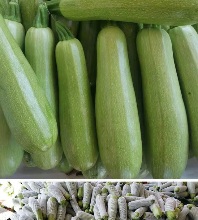 当季新鲜西葫芦占瓜农家自种三月瓜笋瓜茭瓜倭瓜云南过年蔬菜团建送礼