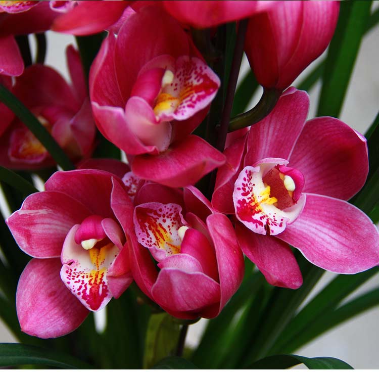 大花惠兰兰花浓香蕙兰大花朵宽叶盆栽花卉绿植兰草兰花苗大红袍4苗不