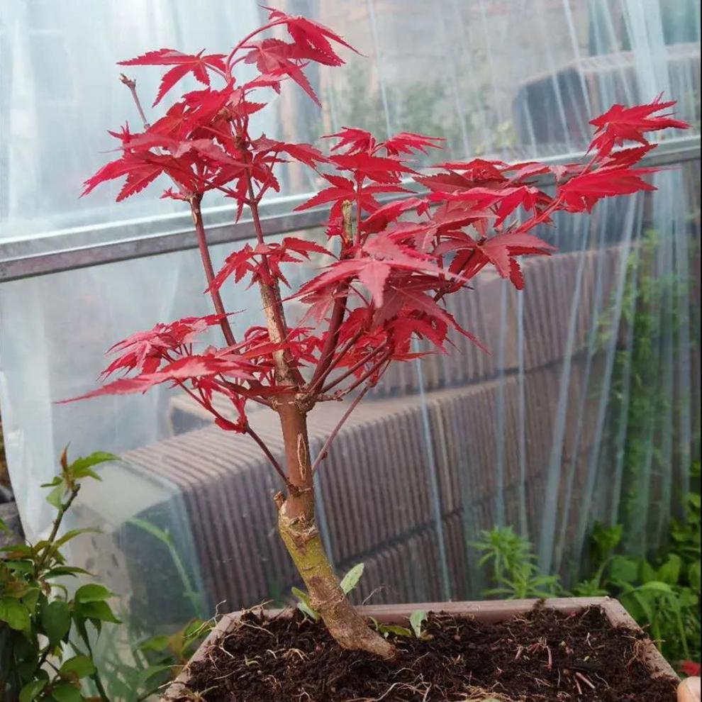 红枫树苗 矮化盆栽红枫苗 日本红枫红舞姬四季红枫盆景室内阳台 5年