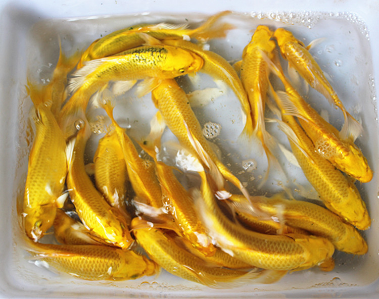 【优选好物】黄金锦鲤种锦鲤活体观赏鱼风水鱼龙凤锦鲤鱼苗冷水鱼金色