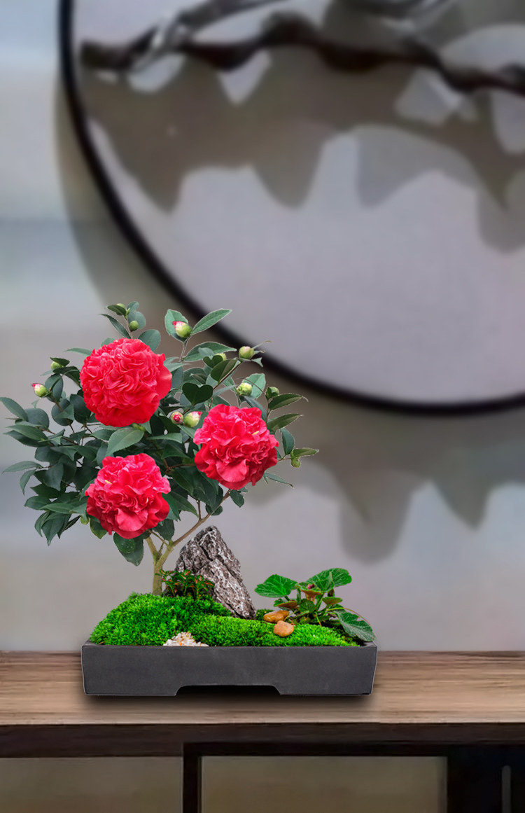 易水之夏火瀑布茶花绿色植物室内花卉盆栽四季山茶花树苗好养易活开花