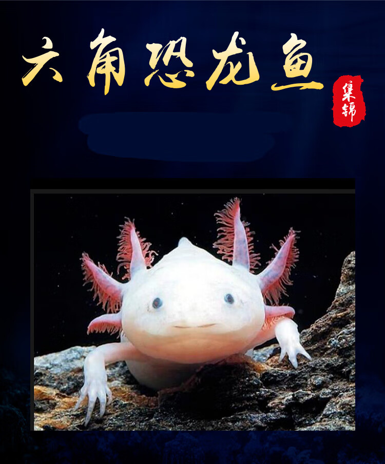 六角恐龙鱼活体东方霸王水族淡水小火龙娃娃鱼锦鲤冷水观赏鱼顺丰