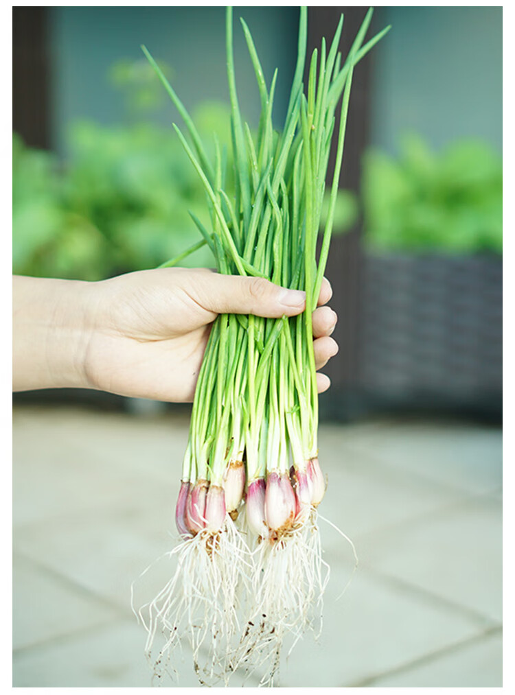 火葱头四季小香葱种子种头苗小葱种籽红葱头阳台蔬菜盆栽葱种孑 土培
