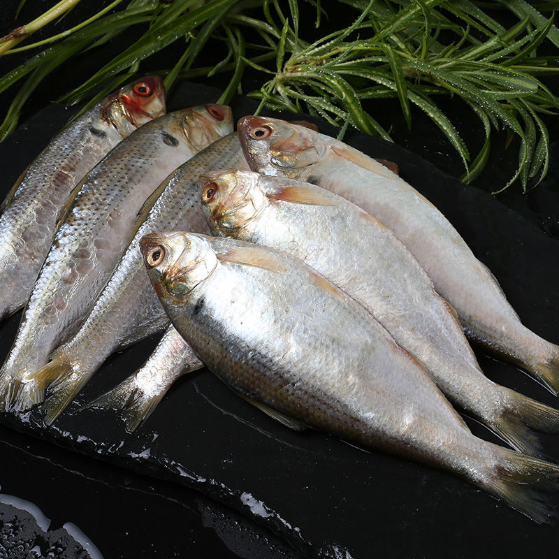 海鯽魚海鮮水產鮮活深海小魚鯽魚湯食材海魚捕撈生鮮1斤海鯽魚