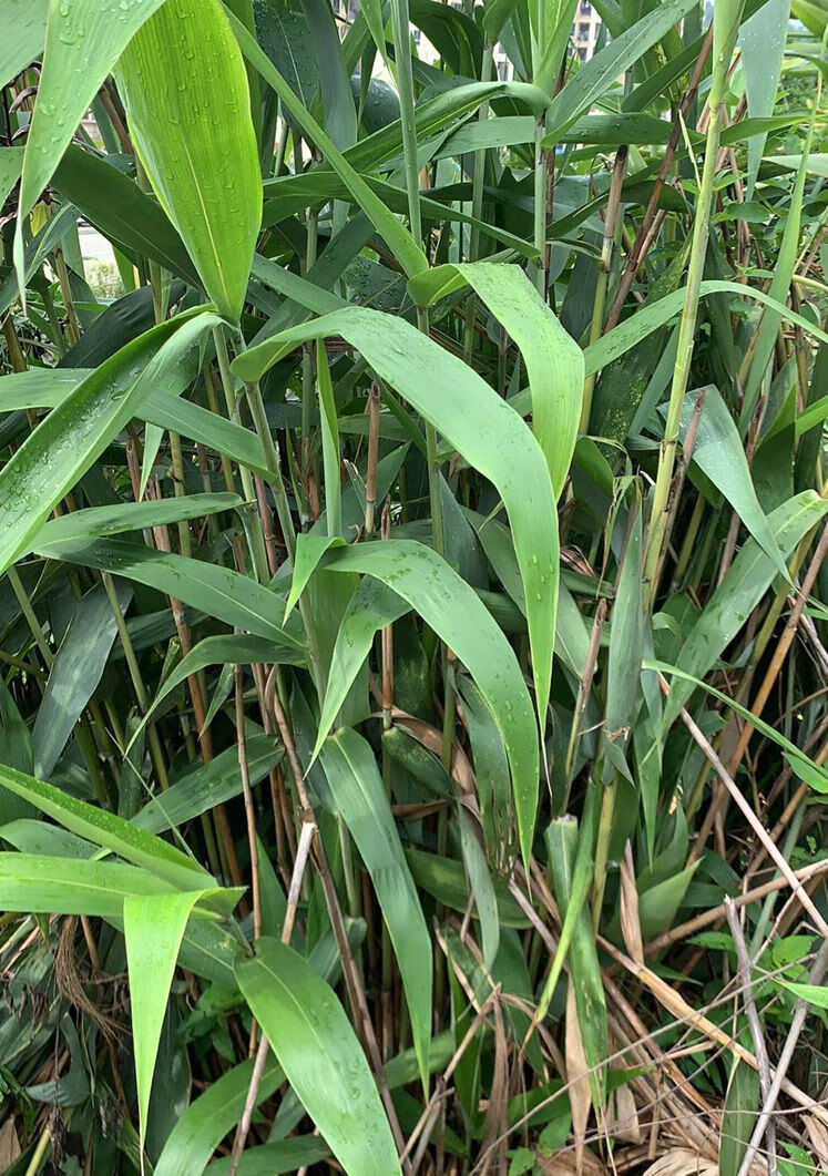 【精选s级】广东新鲜粽子叶野生芒叶四季叶子现摘 绳 新鲜现摘芒粽叶