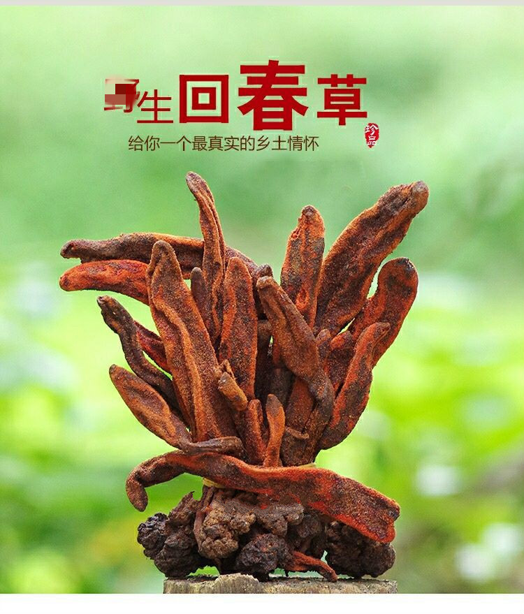 回春草 不老草 草苁蓉 顶天柱 500克【图片 价格 品牌 报价】-京东