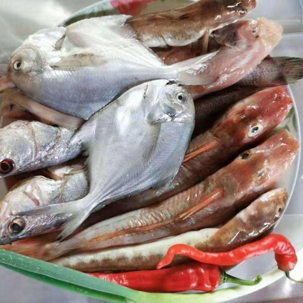 免清理海杂鱼去鳞去腮去内脏海杂鱼鳘鱼海鲇鱼白鲳鱼红娘子鱼梭鱼新鲜