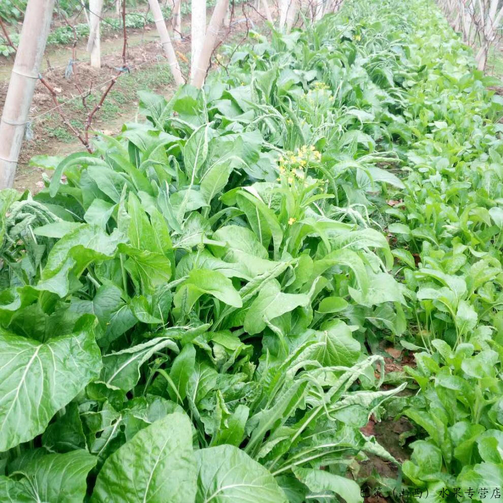 現摘速發廣西桂林柳葉菜花特色蔬菜新鮮柳葉菜心菜花綠菜白菜薹農家現